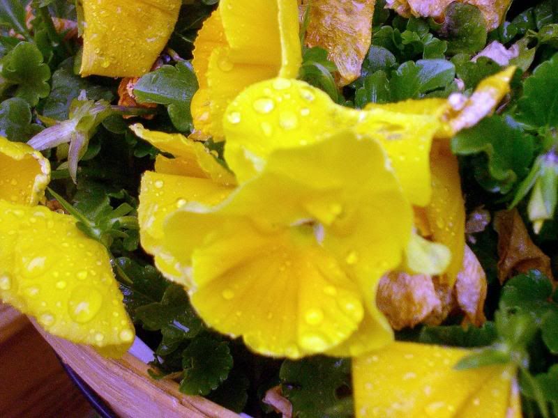 pansies on the patio