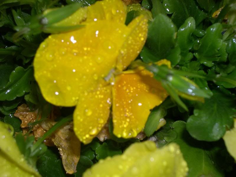 droplets on the pansies
