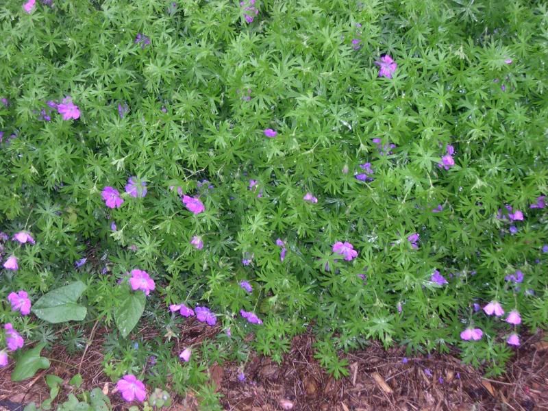 vining geranium