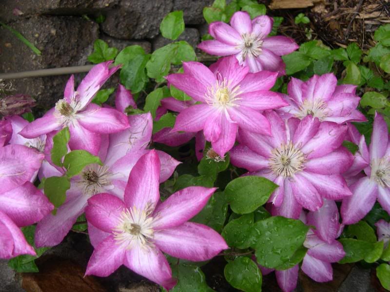 clematis at their height of bloom