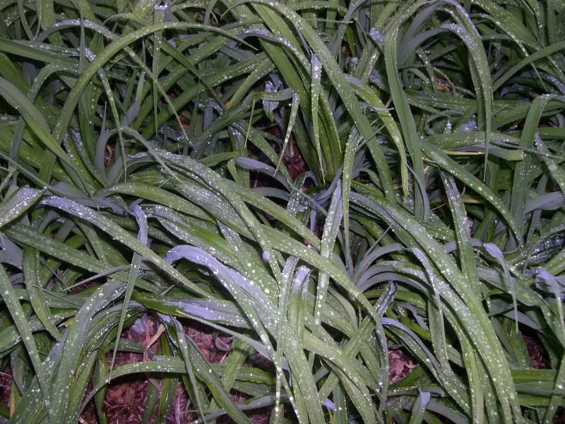 lily leaves in the rain