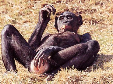bonobo-female-masturbating1.jpg