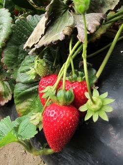 strawberry farm @ denbarker