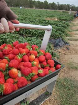 strawberry farm @ denbarker