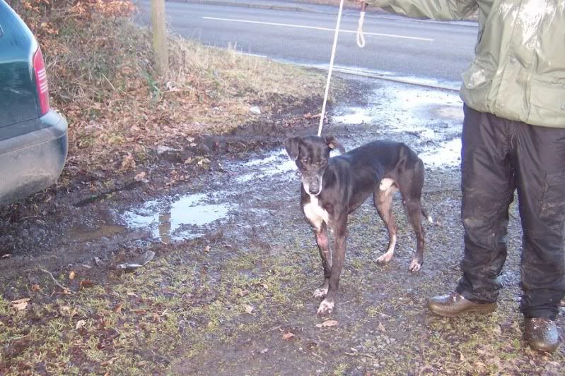 lurchers005.jpg