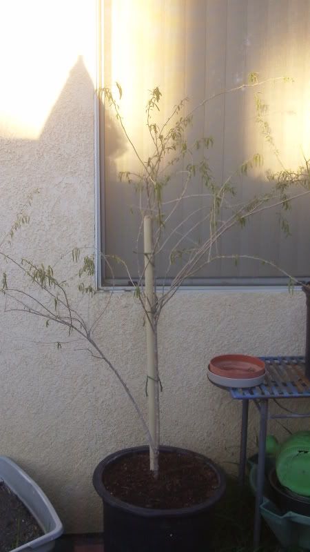 Goji Berry Tree Pruning