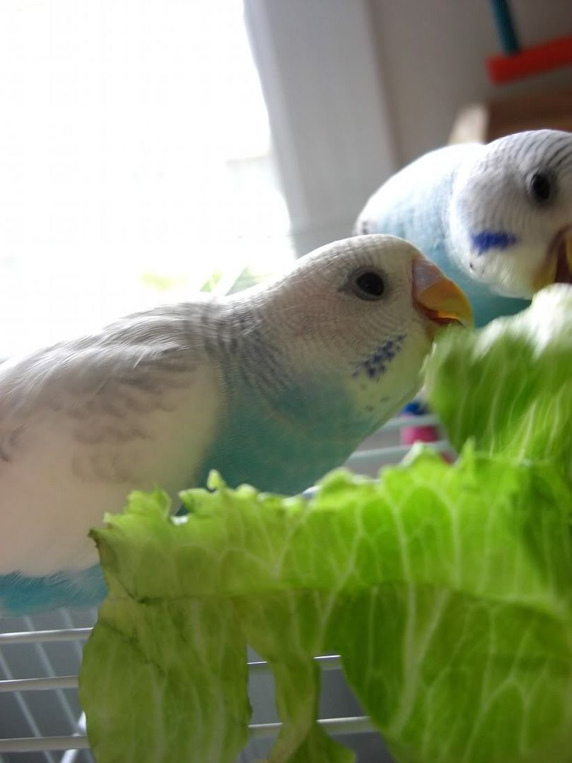 cute budgie pictures