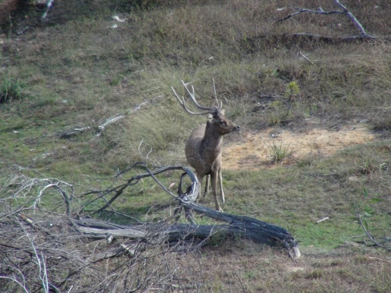 Moluccan Rusa Deer