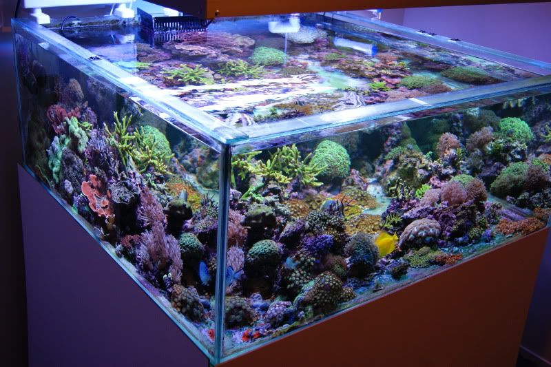 Deepblue's cube