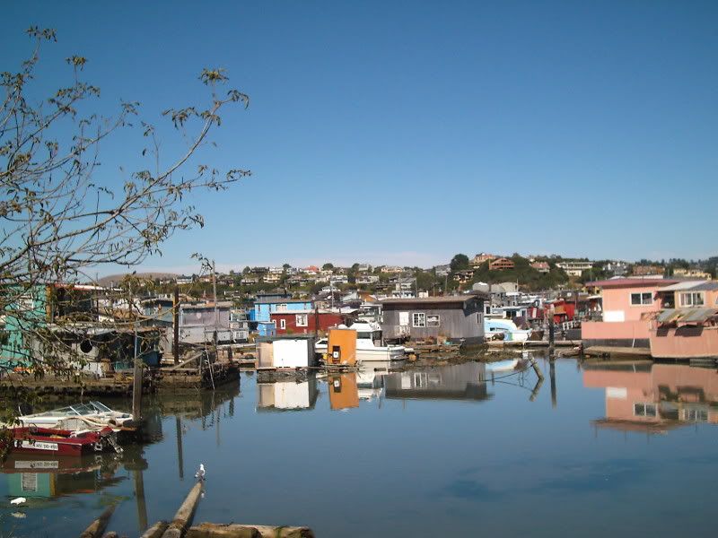 water fowl darts between the houseboats of Sausalito