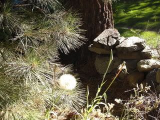 Tahoe is a dandy place to appreciate nature