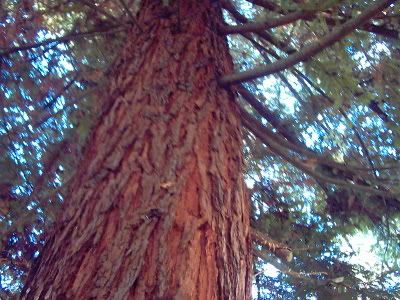 redwood: Rancho Bozo del Norte