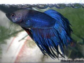 Betta Fish Discoloration