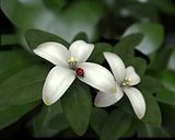 1third.jpg Jasmine image by bluewolves69
