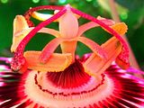 first.jpg red passion flower image by bluewolves69