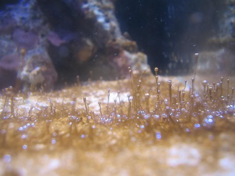 Brown stringy algae Michigan Reefers