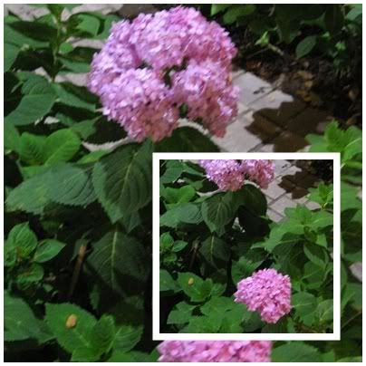 Secret Garden