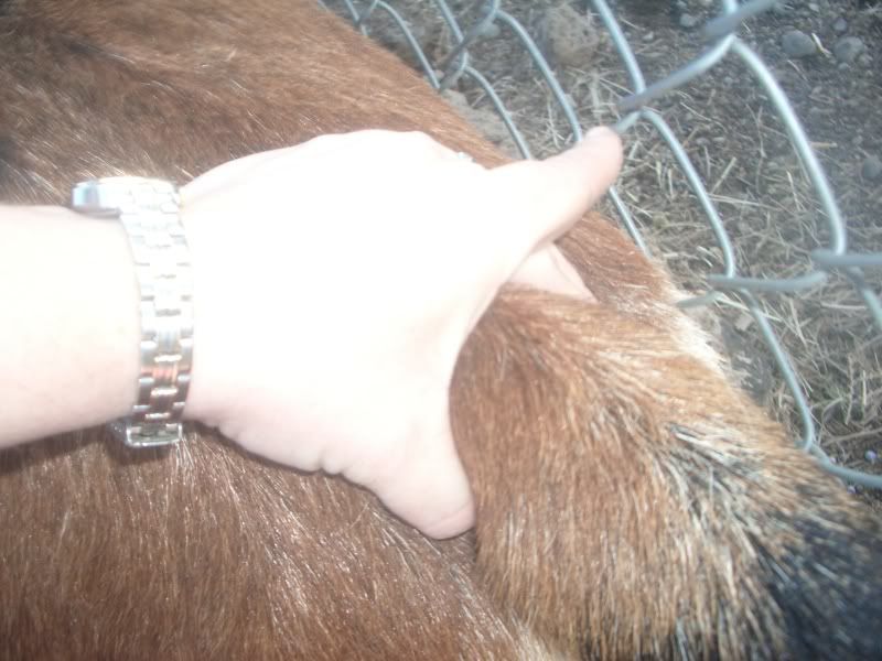 Can someone look at these ligament pics, what do you think? - Goats