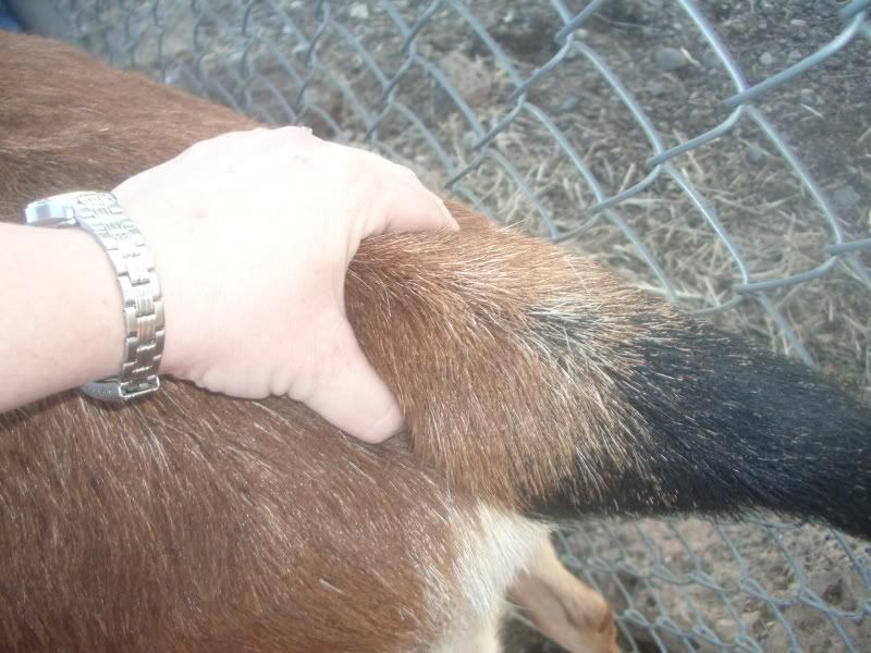 Can someone look at these ligament pics, what do you think? - Goats