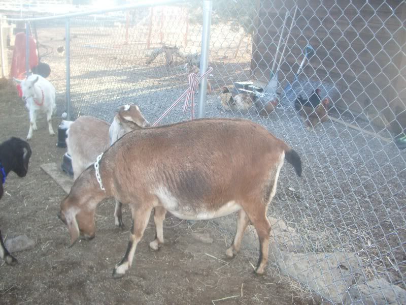 Can someone look at these ligament pics, what do you think? - Goats