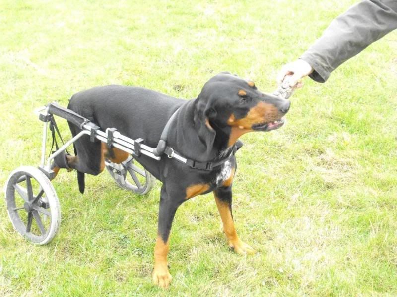 Dog Wheelchair, Dogs Wheels, made in the UK eBay