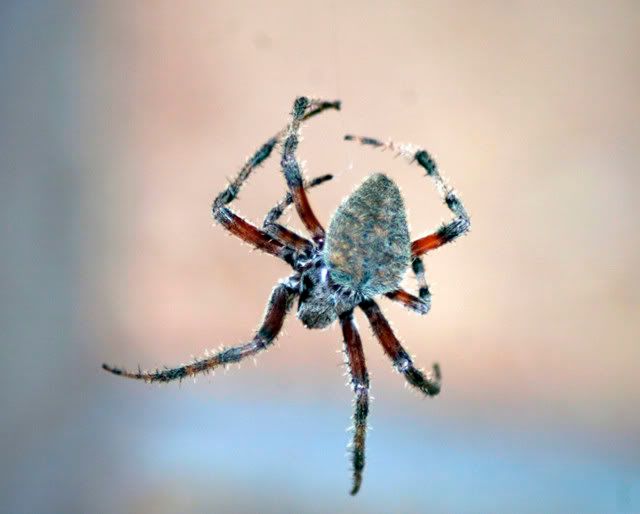 IMAGE: http://i25.photobucket.com/albums/c91/alteredimensions/_MG_5353.jpg