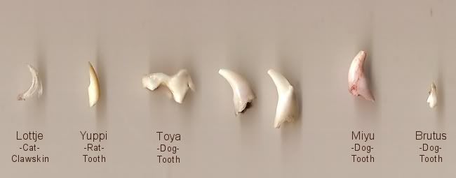 teeth.jpg