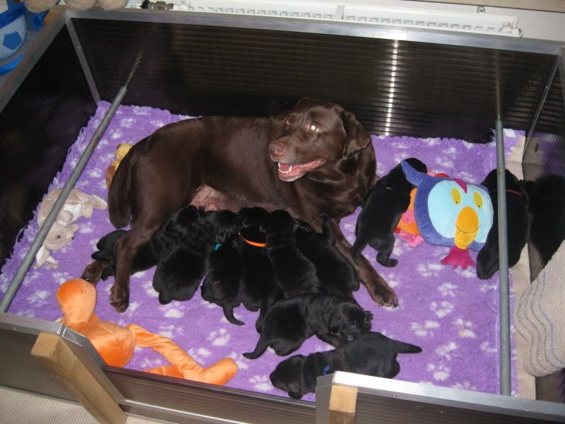 Nestjelabbies18-01-201112.jpg