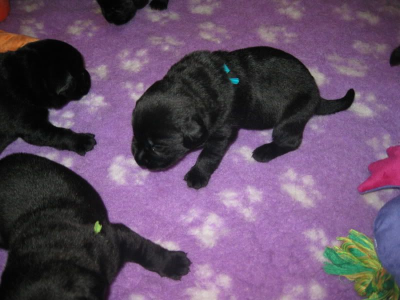 Nestjelabbies18-01-20118.jpg