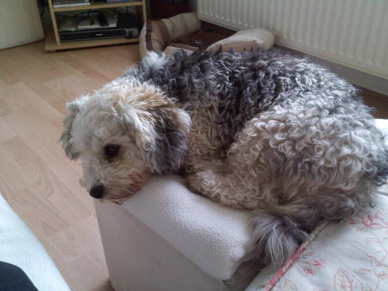 Puck20-10-20101.jpg