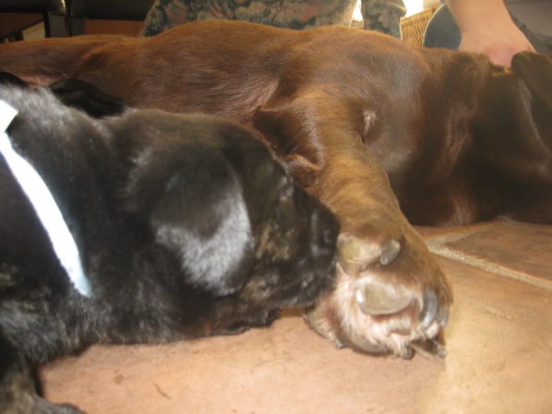 PuppykijkdagnestjeNena28-1-1223.jpg