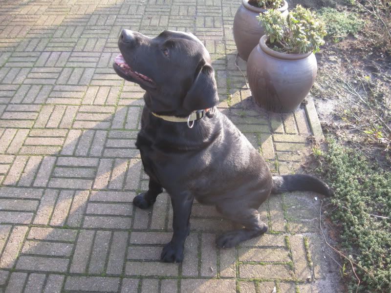 PuppykijkdagnestjeNena28-1-1249.jpg