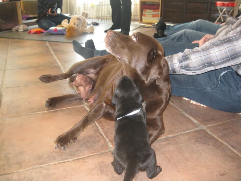 PuppykijkdagnestjeNena28-1-126.jpg