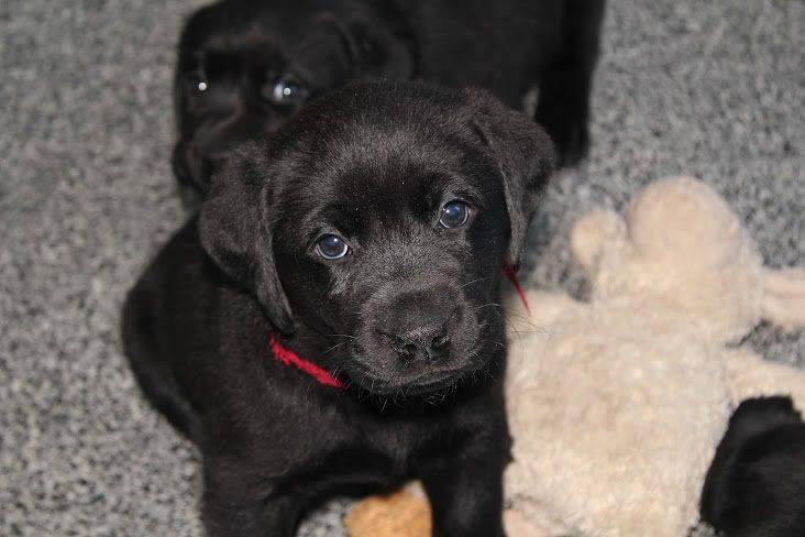 pupjerood.jpg