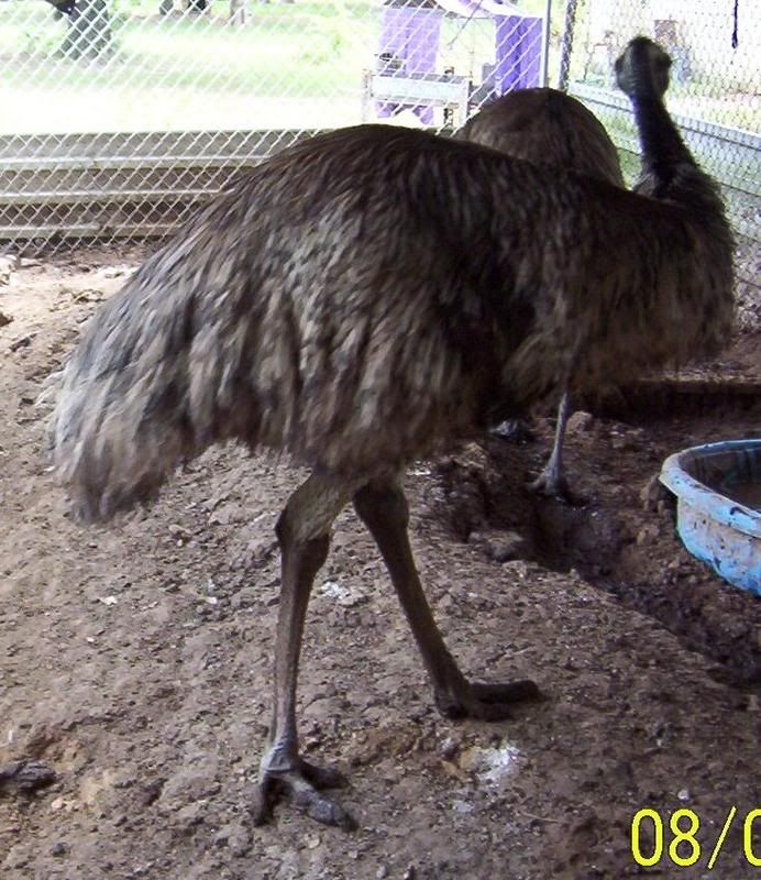 2 grown EMU for sale Arkansas (pics added) BackYard Chickens Learn