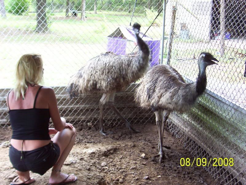 2 grown EMU for sale Arkansas (pics added) BackYard Chickens Learn