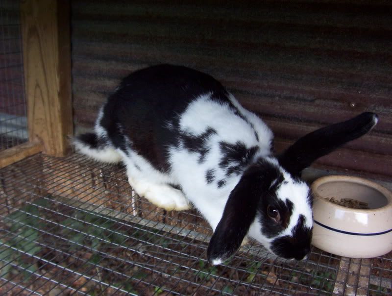 Baby Bunnie pics.........lots of pictures - Rabbits