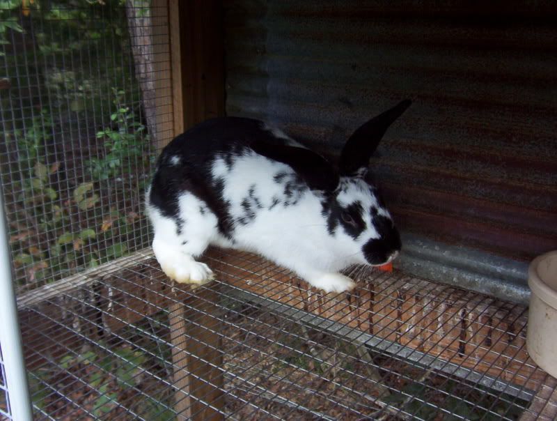 Baby Bunnie pics.........lots of pictures - Rabbits