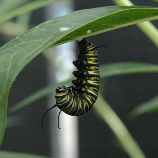 598px-Monarch_caterpillar_begining_.jpg