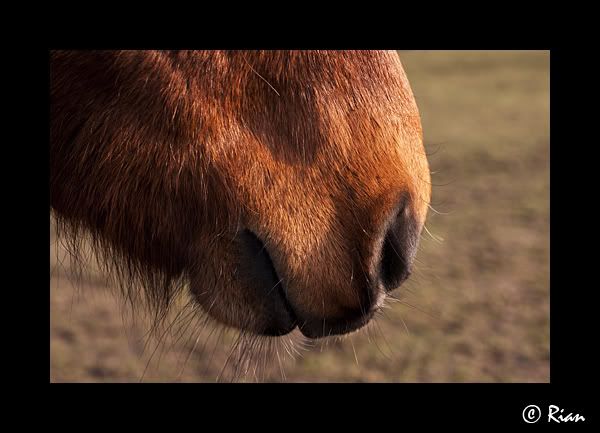Detail paard