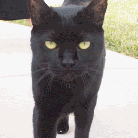 humane-voters-of-lincoln-county