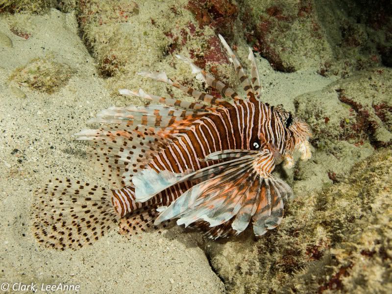 FrenchPolynesia2012-10-2.jpg