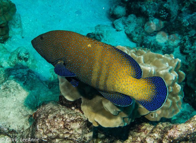 FrenchPolynesia2012-17-2.jpg