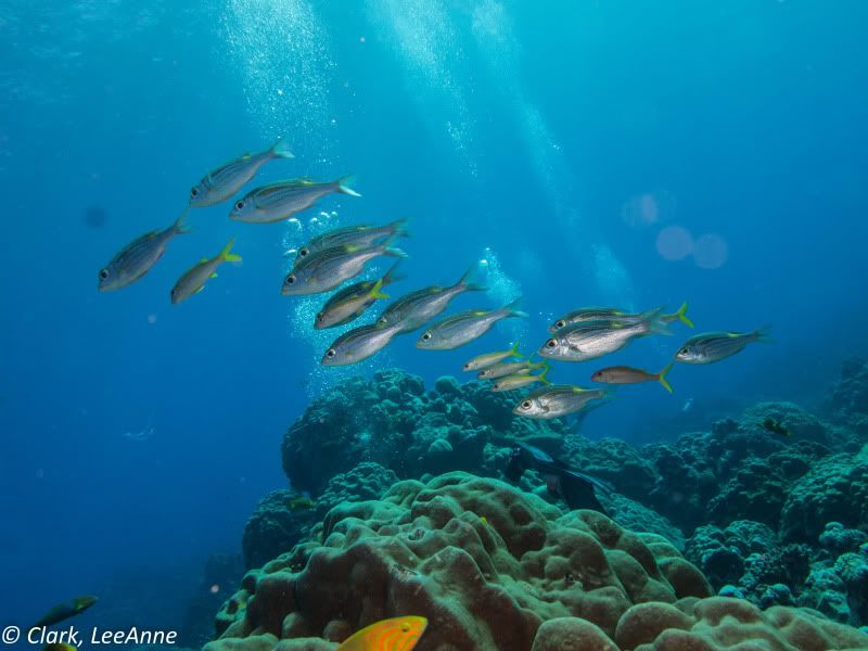 FrenchPolynesia2012-20-2.jpg