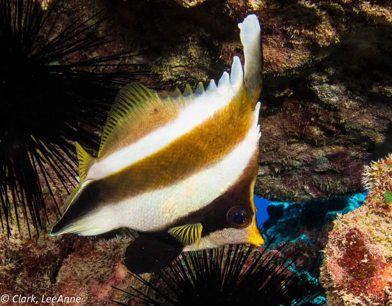 FrenchPolynesia2012-28-2.jpg