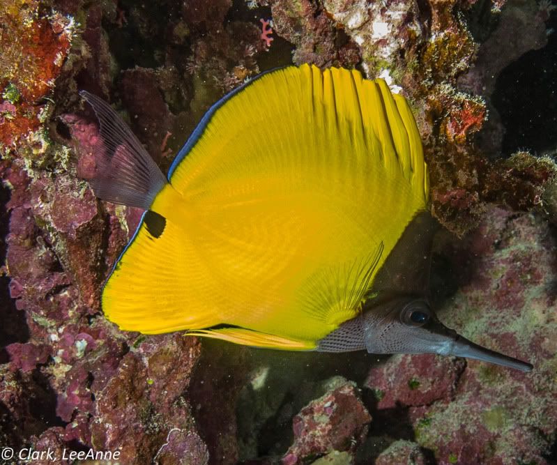 FrenchPolynesia2012-3-2.jpg