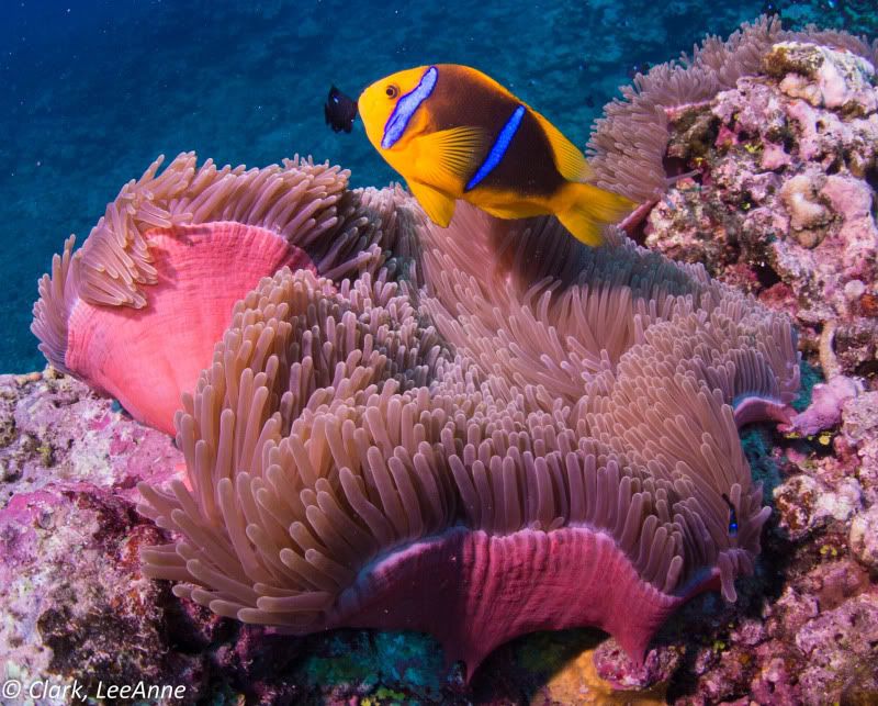 FrenchPolynesia2012Moorea-26.jpg