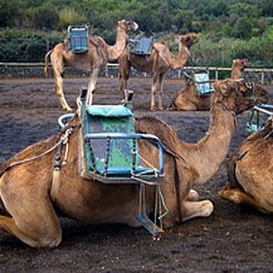 camel3.jpg