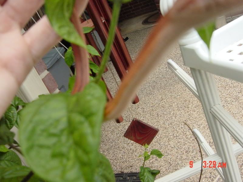 DSC04162.jpg