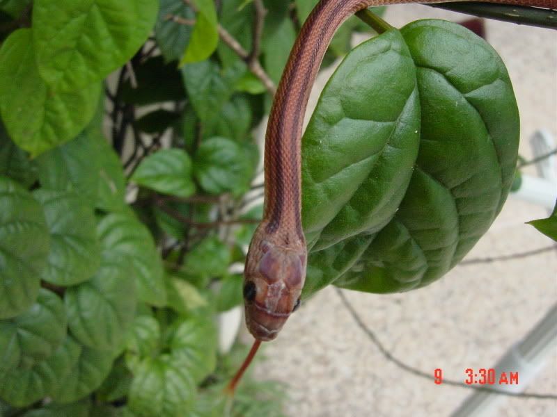 DSC04164.jpg